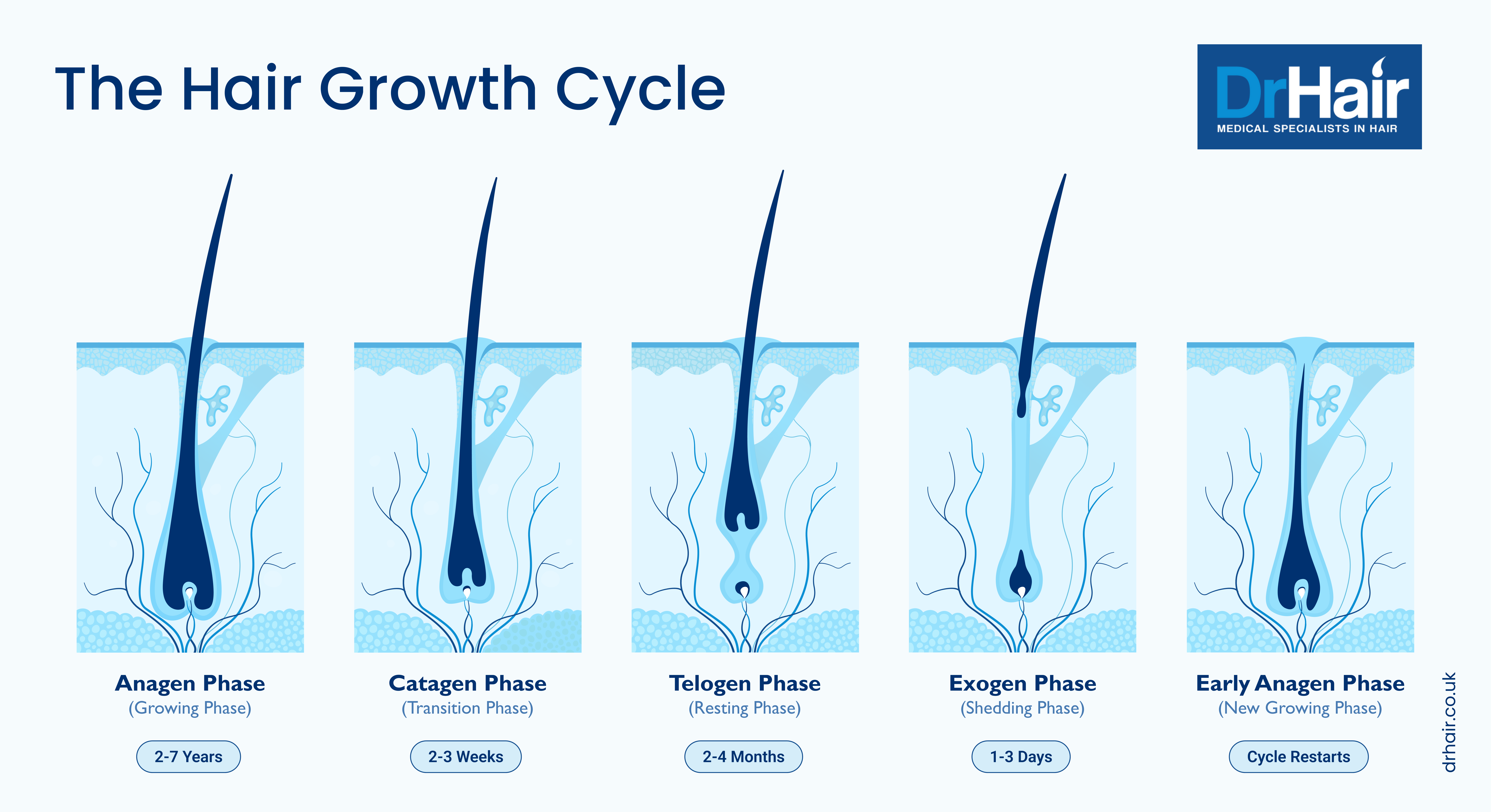hair growth cycle